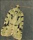 1061 (49.087) Acleris literana